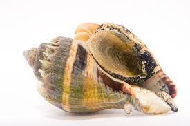 Image result for Melongena corona