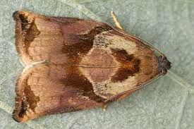 Attēlu rezultāti vaicājumam “Archips podana”