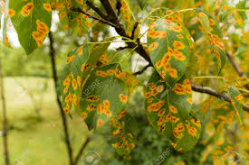 Attēlu rezultāti vaicājumam “Gymnosporangium sabinae”