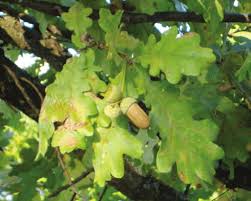 Attēlu rezultāti vaicājumam “Quercus robur fruit”
