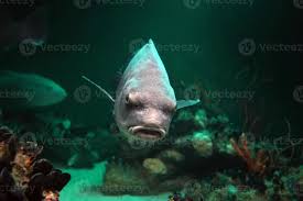 Image result for Pogonias cromis