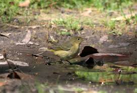 Image result for Dendroica petechia