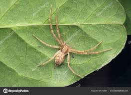 Attēlu rezultāti vaicājumam “Philodromus margaritatus”