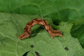 Attēlu rezultāti vaicājumam “Timandra comae”