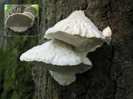 Attēlu rezultāti vaicājumam “Aurantiporus fissilis”