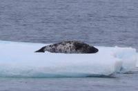 Image result for Cystophora cristata