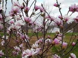 Attēlu rezultāti vaicājumam “Magnolia x loebneri”