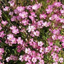 Image result for Gypsophila elegans