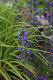 Attēlu rezultāti vaicājumam “Echium vulgare leaf”