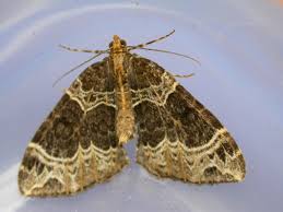 Attēlu rezultāti vaicājumam “Ecliptopera silaceata”