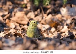 Attēlu rezultāti vaicājumam “Emberiza citrinella male”
