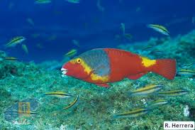 Image result for Sparisoma cretense