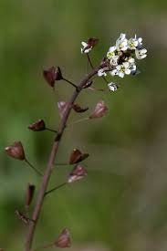 Attēlu rezultāti vaicājumam “Capsella bursa-pastoris bud”