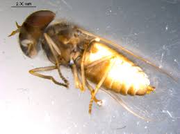 Attēlu rezultāti vaicājumam “Atylotus sp.”