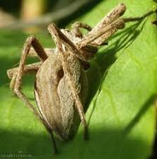 Attēlu rezultāti vaicājumam “Pisaura mirabilis male”