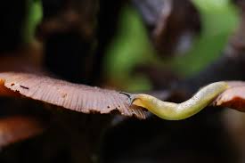 Attēlu rezultāti vaicājumam “Malacolimax tenellus”