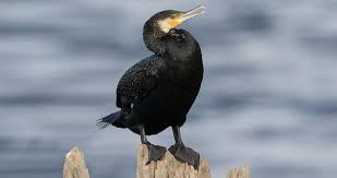 Attēlu rezultāti vaicājumam “Phalacrocorax carbo adult”