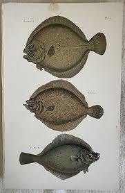 Image result for Scophthalmus maximus