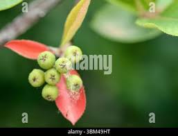 Attēlu rezultāti vaicājumam “Aronia melanocarpa bud”