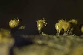 Attēlu rezultāti vaicājumam “Badhamia capsulifera var. arborea macro”