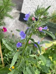 Attēlu rezultāti vaicājumam “Echium vulgare bud”