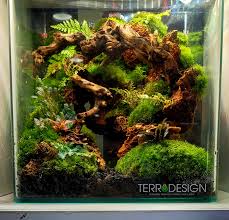 Attēlu rezultāti vaicājumam “Amblystegium serpens macro”