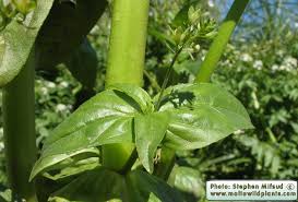 Attēlu rezultāti vaicājumam “Veronica anagallis-aquatica fruit”