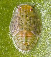 Attēlu rezultāti vaicājumam “Trioza dispar nymph”