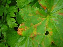 Attēlu rezultāti vaicājumam “Trachyspora intrusa”