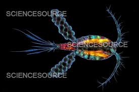 Attēlu rezultāti vaicājumam “Copepoda”