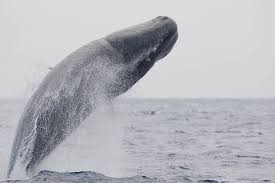 Image result for Physeter macrocephalus