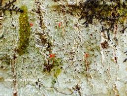 Attēlu rezultāti vaicājumam “Lecanora argentata”