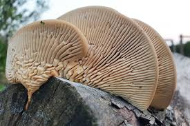 Attēlu rezultāti vaicājumam “Didymium xanthopus macro”