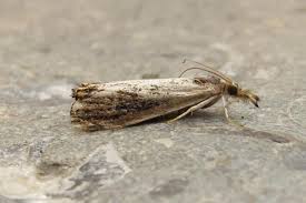 Attēlu rezultāti vaicājumam “Catoptria verellus”