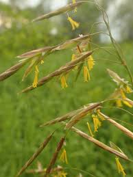 Attēlu rezultāti vaicājumam “Bromopsis inermis leaf”