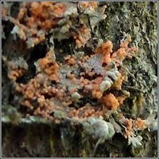 Attēlu rezultāti vaicājumam “Erythricium aurantiacum”