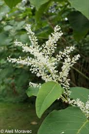 Attēlu rezultāti vaicājumam “Reynoutria sachalinensis”