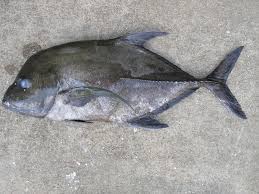 Image result for Caranx lugubris