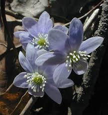 Attēlu rezultāti vaicājumam “Hepatica nobilis flower”