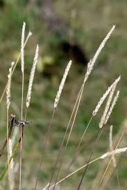 Attēlu rezultāti vaicājumam “Cynosurus cristatus flower”