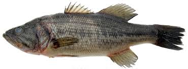 Image result for Salmo dentex