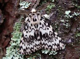 Attēlu rezultāti vaicājumam “Lymantria monacha pupa”