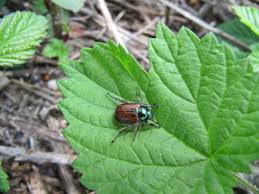 Attēlu rezultāti vaicājumam “Phyllopertha horticola”