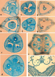 Attēlu rezultāti vaicājumam “Polygonatum multiflorum  flower”