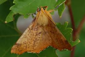 Attēlu rezultāti vaicājumam “Ennomos autumnaria”