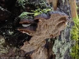 Attēlu rezultāti vaicājumam “Phellinus chrysoloma”