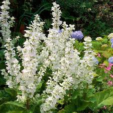 Image result for Salvia sclarea