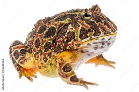 Image result for Ceratophrys ornata