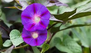 Image result for Prunkwinde