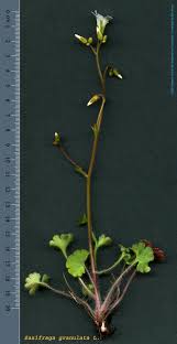 Attēlu rezultāti vaicājumam “Saxifraga granulata”